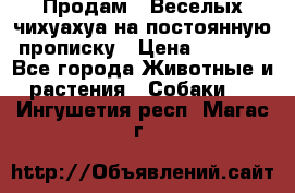 Продам.  Веселых чихуахуа на постоянную прописку › Цена ­ 8 000 - Все города Животные и растения » Собаки   . Ингушетия респ.,Магас г.